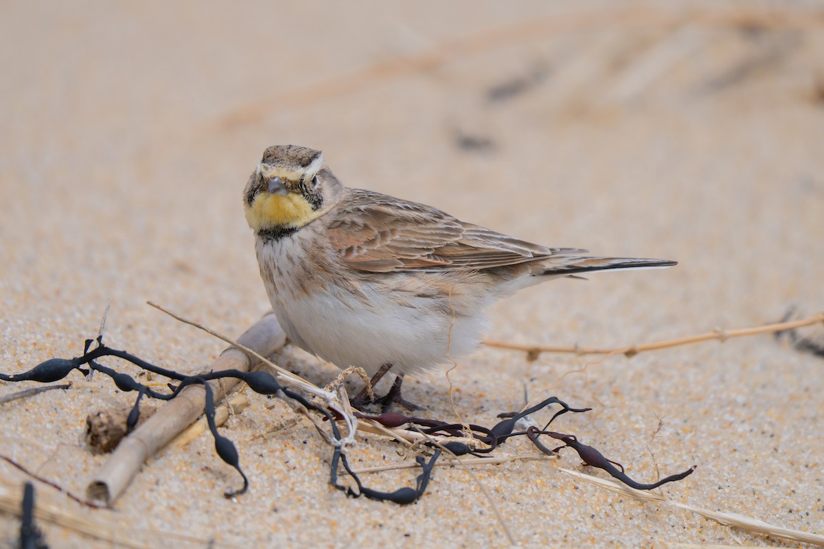 Horned Lark - ML645637051