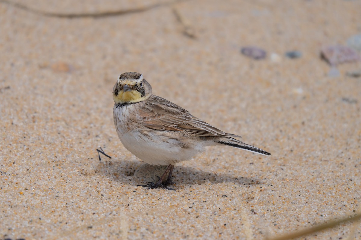 Horned Lark - ML645637052