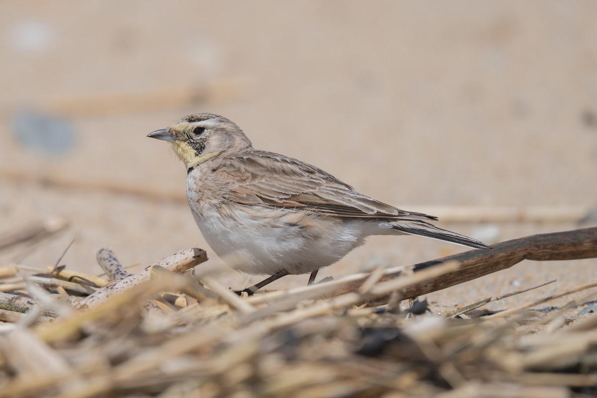 Horned Lark - ML645637053