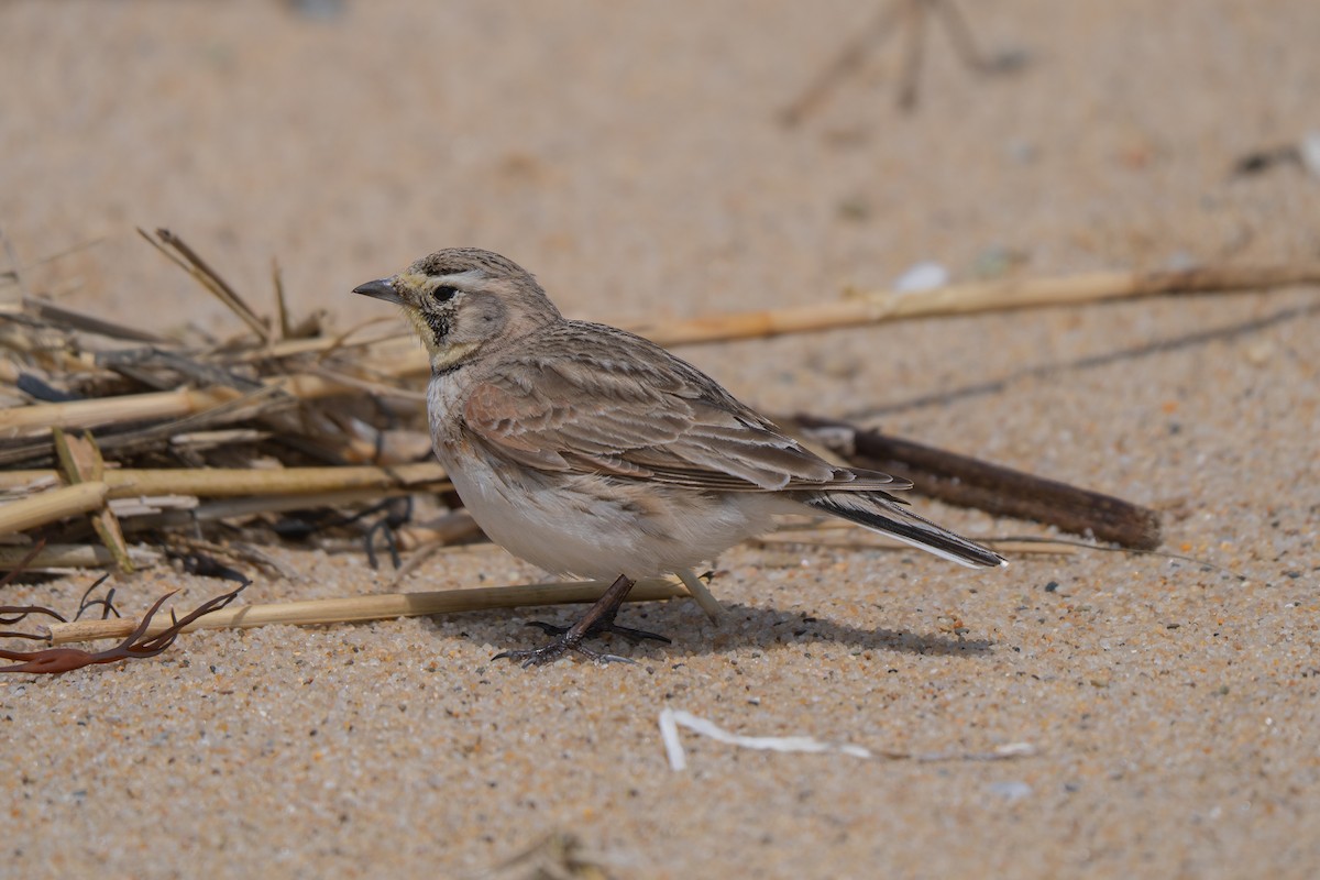 Horned Lark - ML645637054