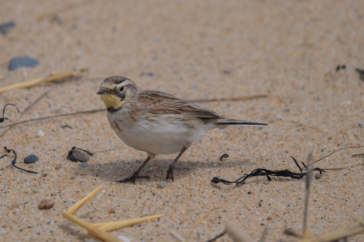 Horned Lark - ML645637056