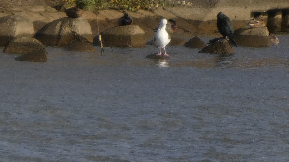 Vega Gull - ML645637057