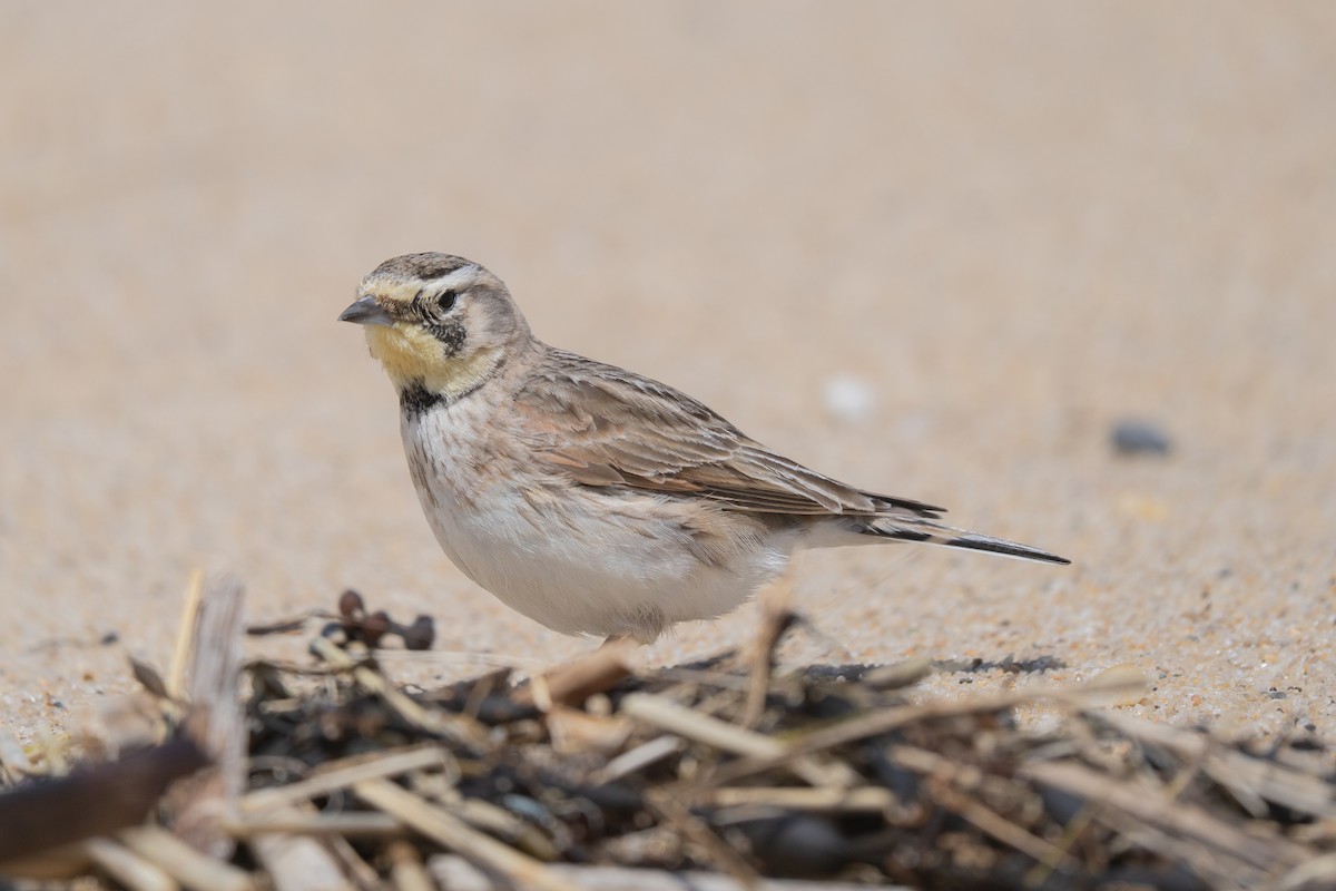 Horned Lark - ML645637058