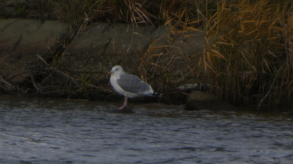 Vega Gull - ML645637059