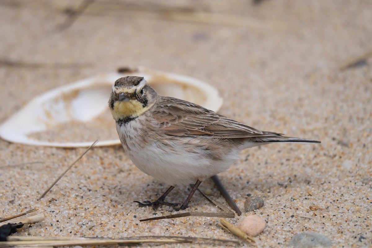 Horned Lark - ML645637060