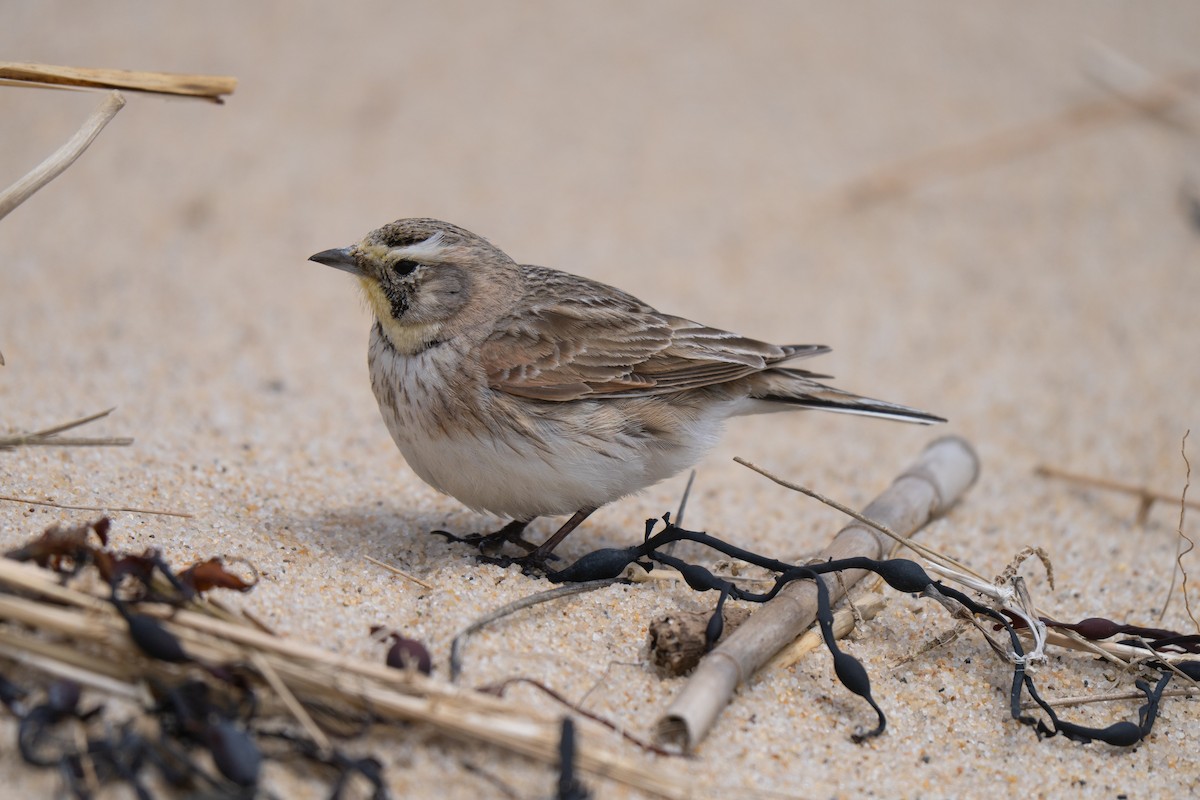Horned Lark - ML645637061