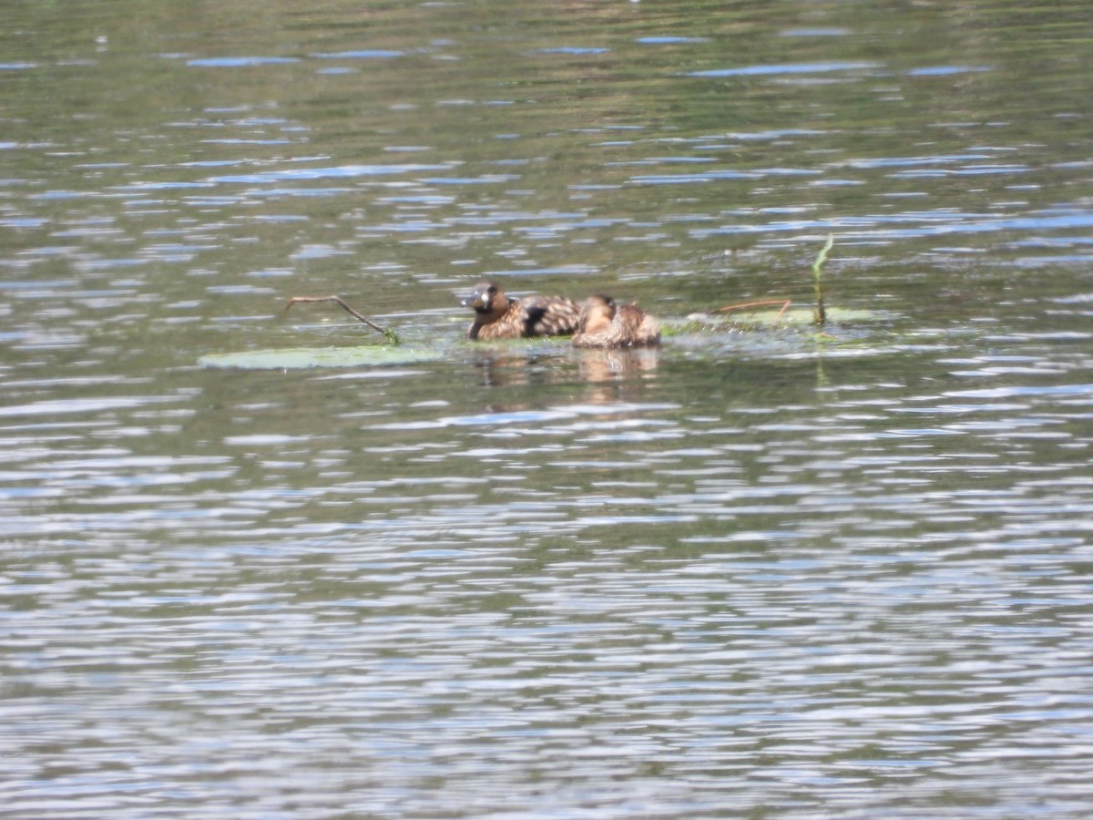 White-backed Duck - ML645637063