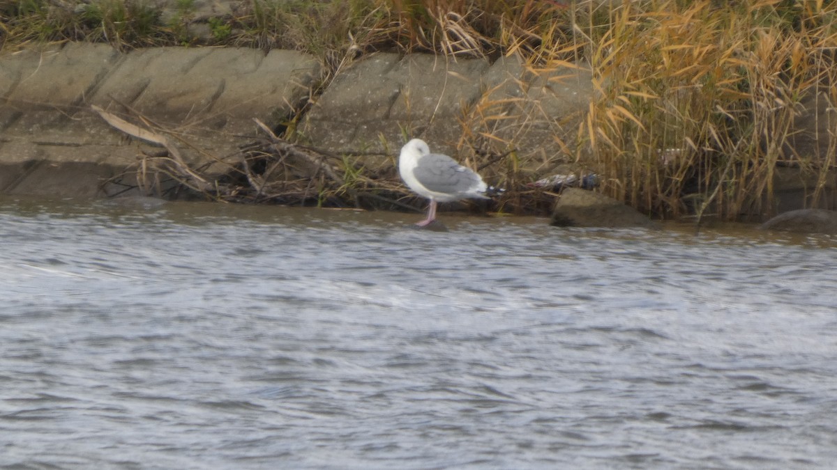 Vega Gull - ML645637064