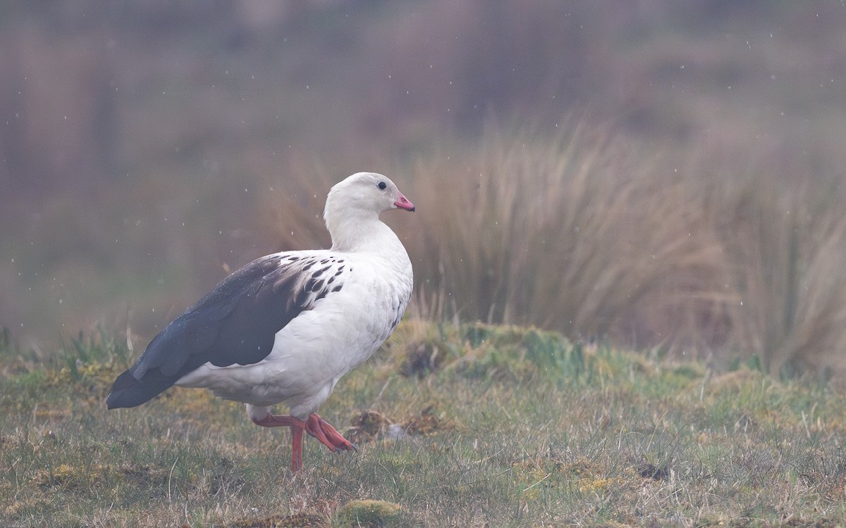 Andean Goose - ML645637065