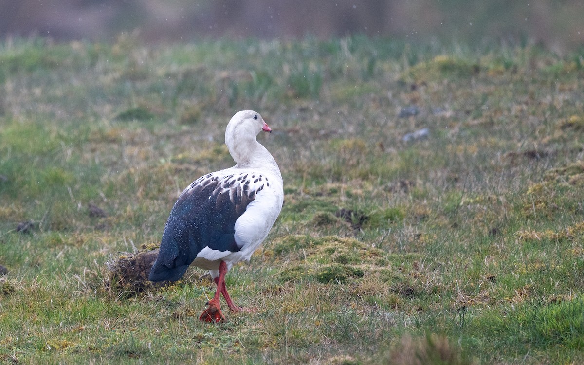 Andean Goose - ML645637066