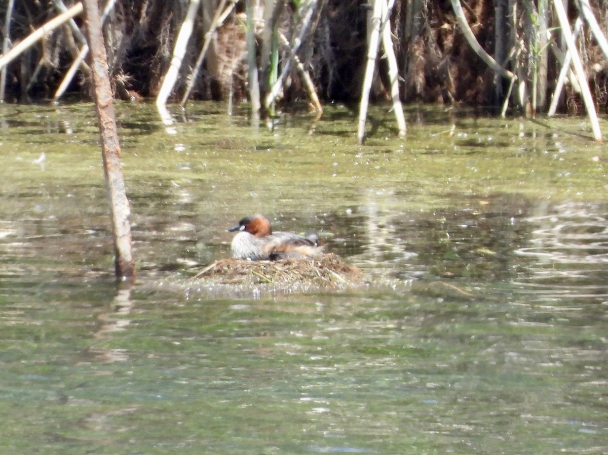 Little Grebe (Little) - ML645637069