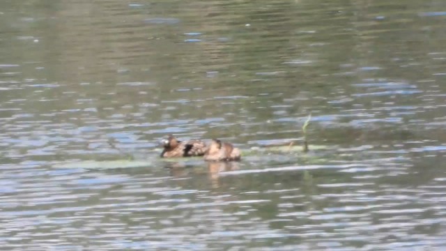 Ak Sırtlı Ördek - ML645637072