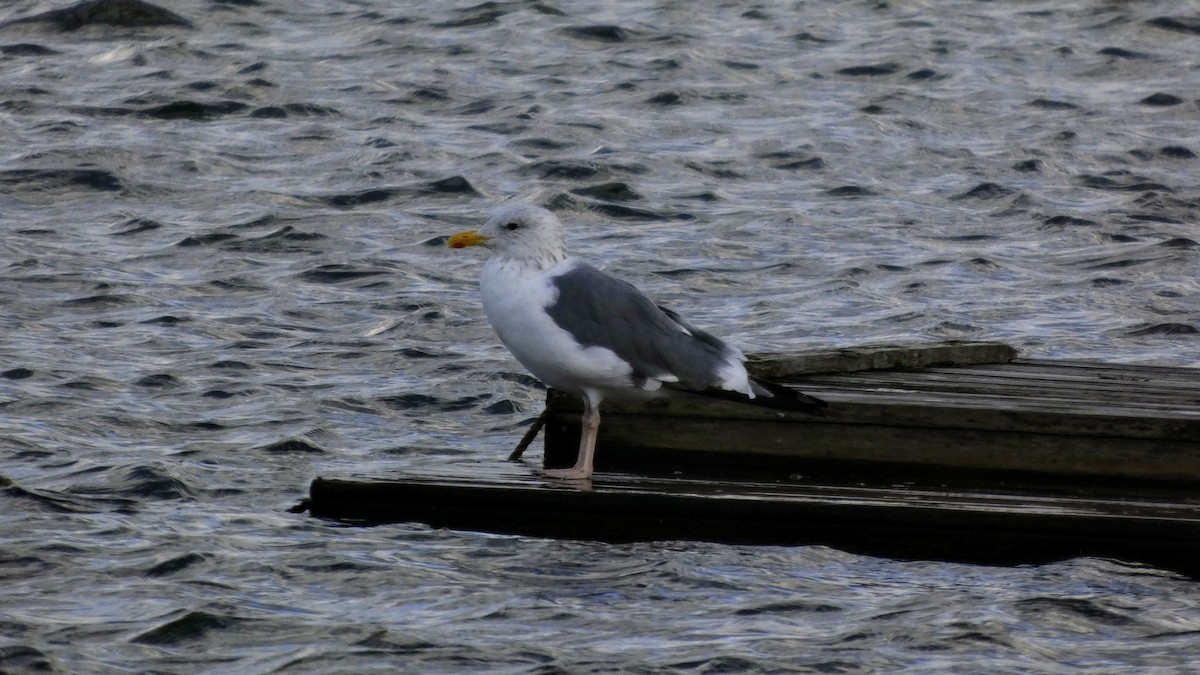 Lesser Black-backed Gull (taimyrensis) - ML645637074