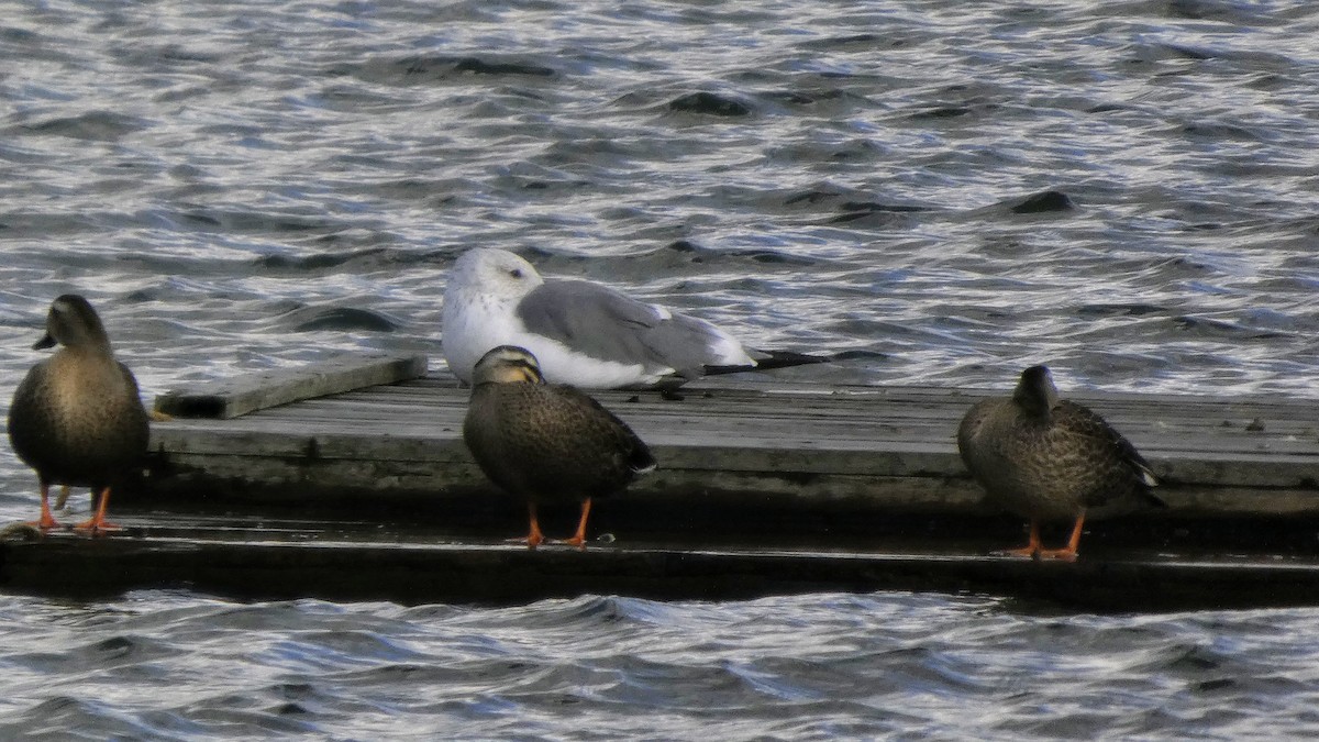 Eastern Spot-billed Duck - ML645637075