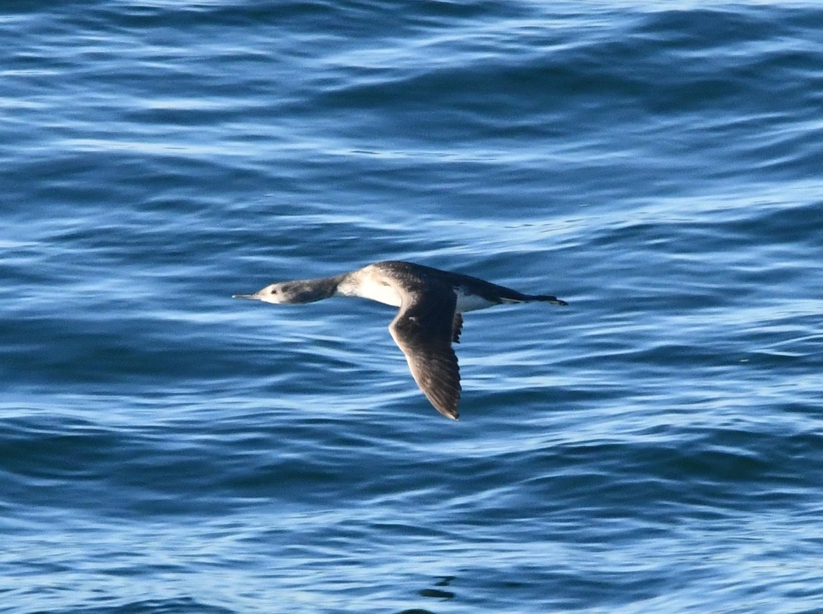 Red-throated Loon - ML645637082