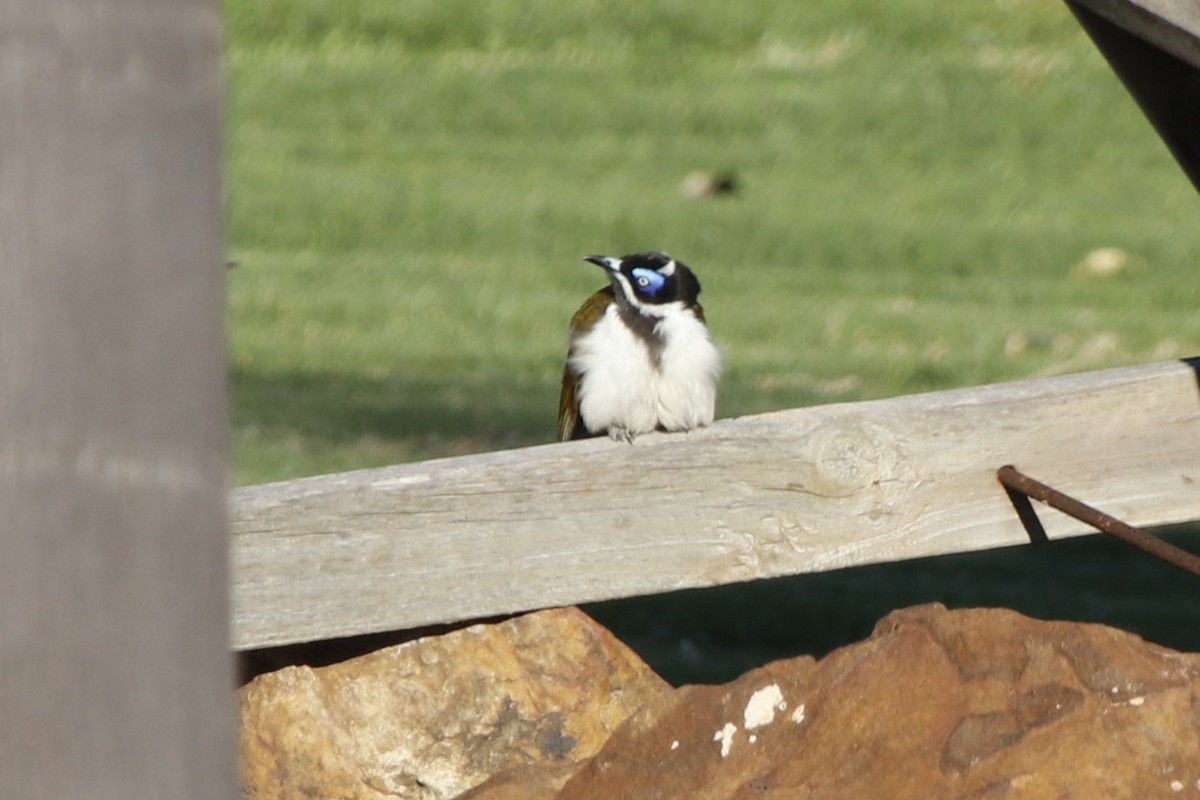Blue-faced Honeyeater - ML645637083