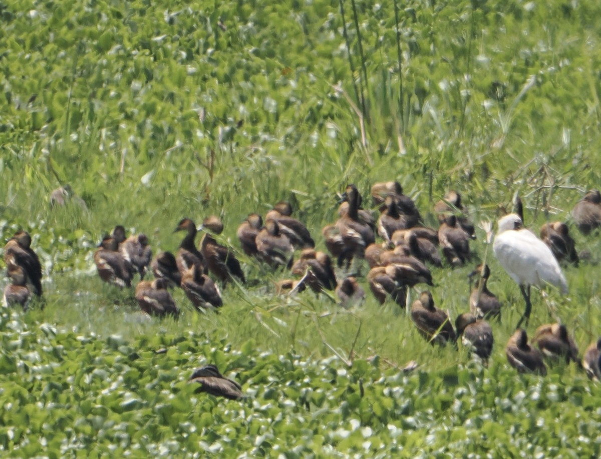 Wandering Whistling-Duck - ML645637085