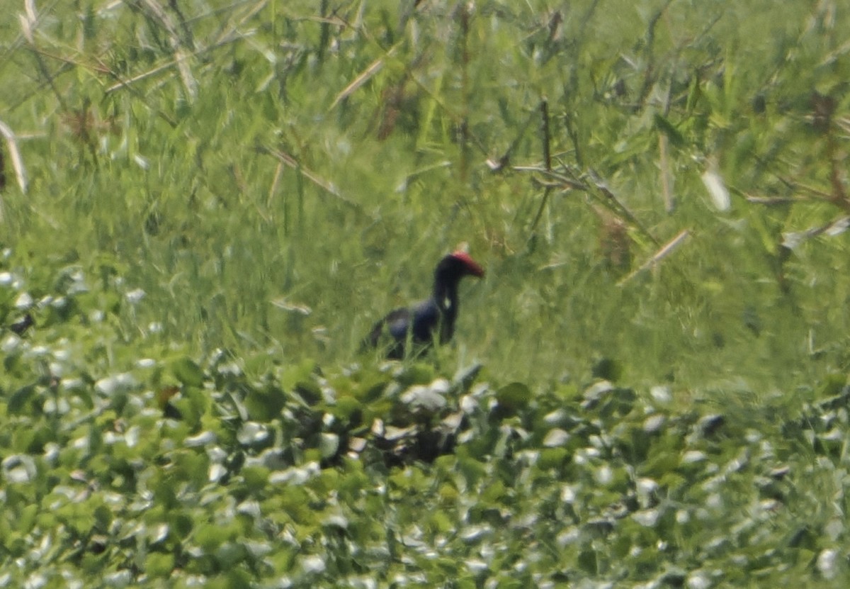 Australasian Swamphen - ML645637086