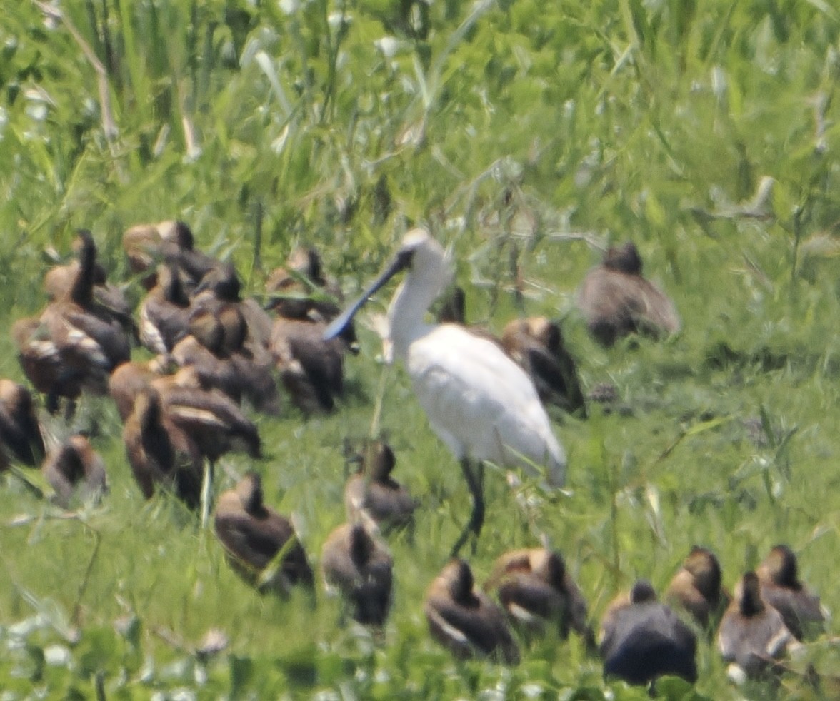 Royal Spoonbill - ML645637087