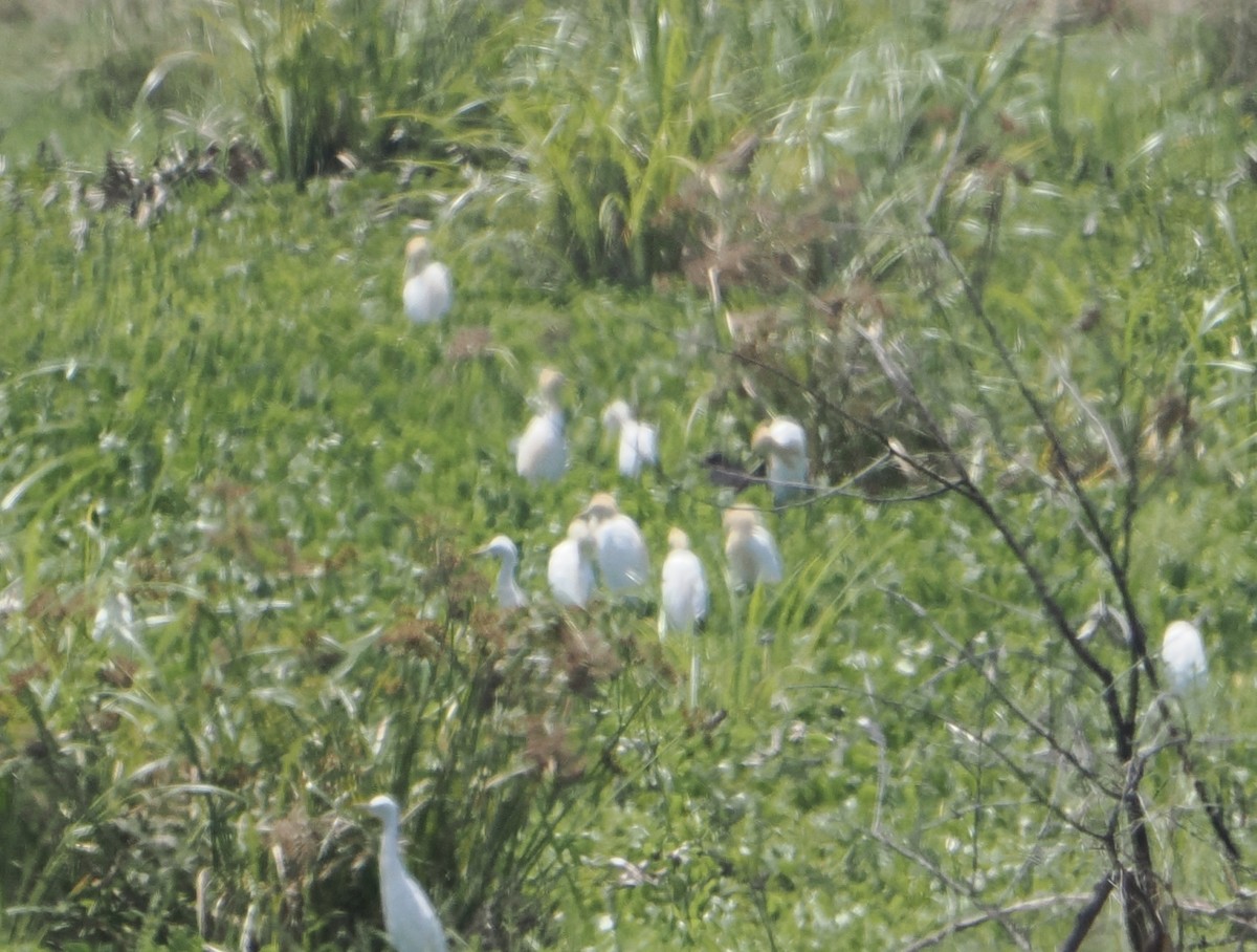 Чапля єгипетська східна - ML645637088