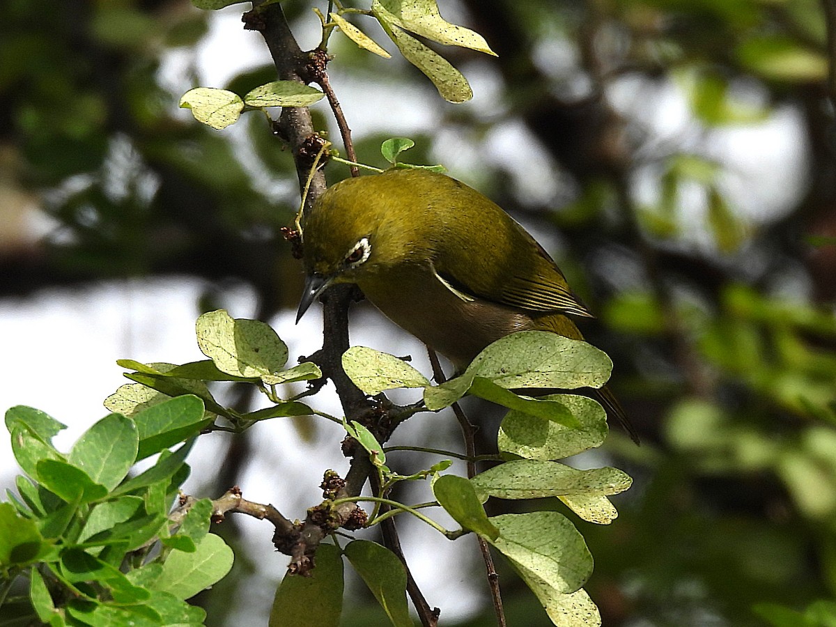 Окулярник японський - ML645637089