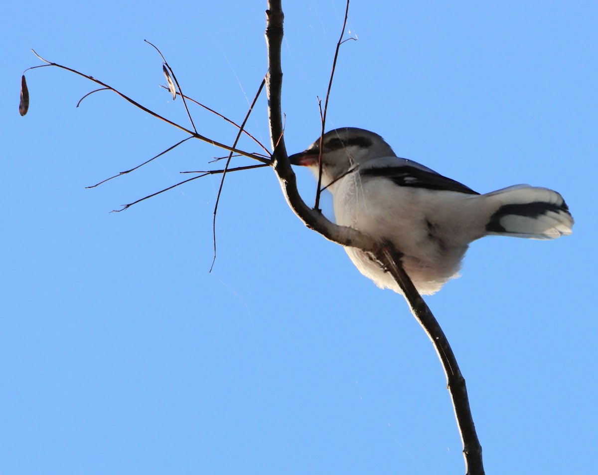 Сорокопуд північний - ML645637090