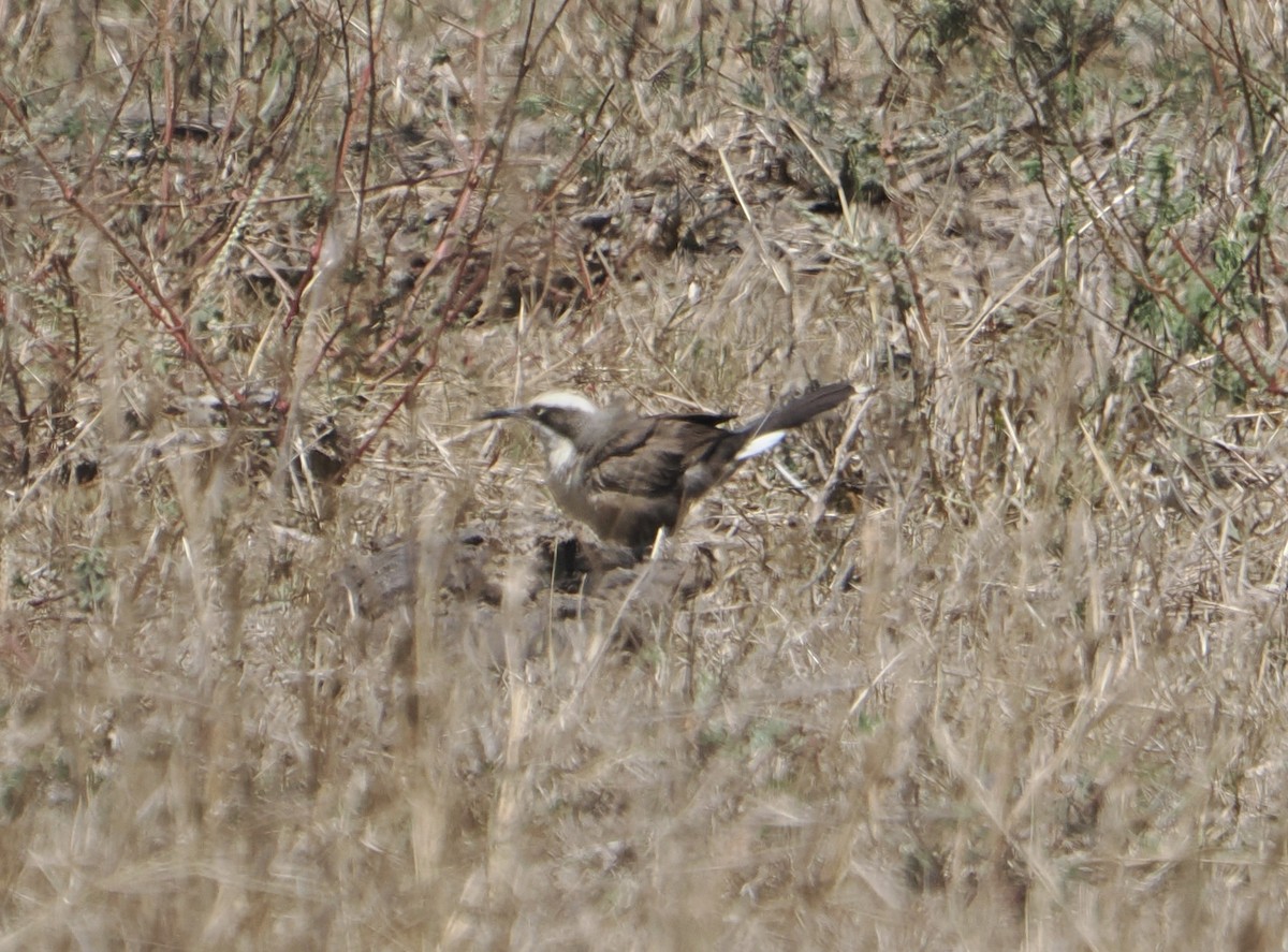 Стадняк білоголовий - ML645637092