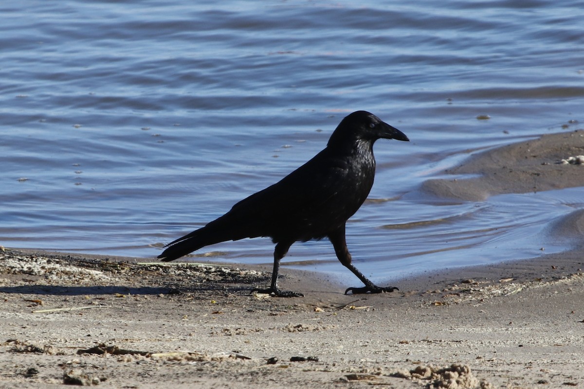 Крук sp. - ML645637094