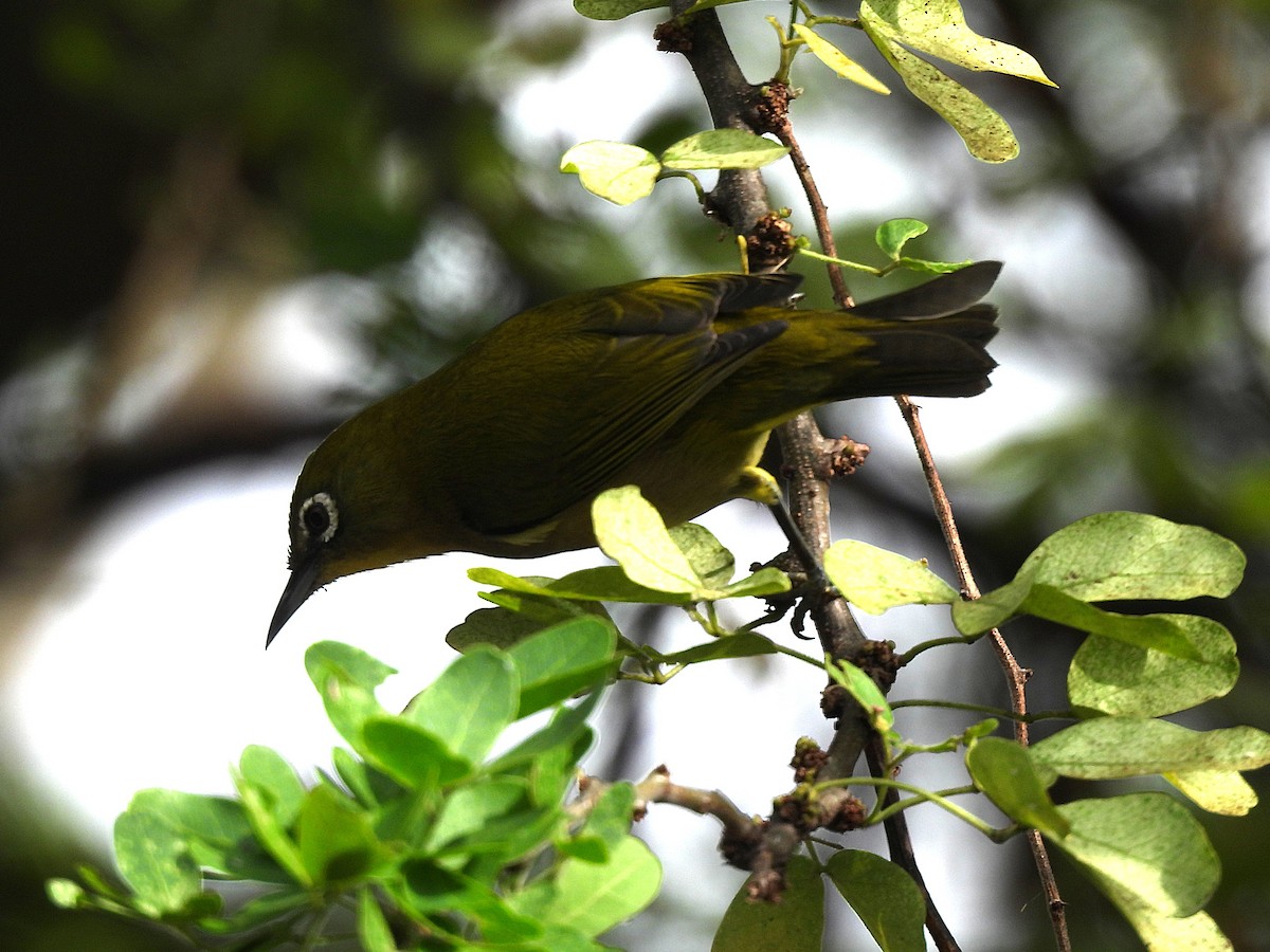 Окулярник японський - ML645637095