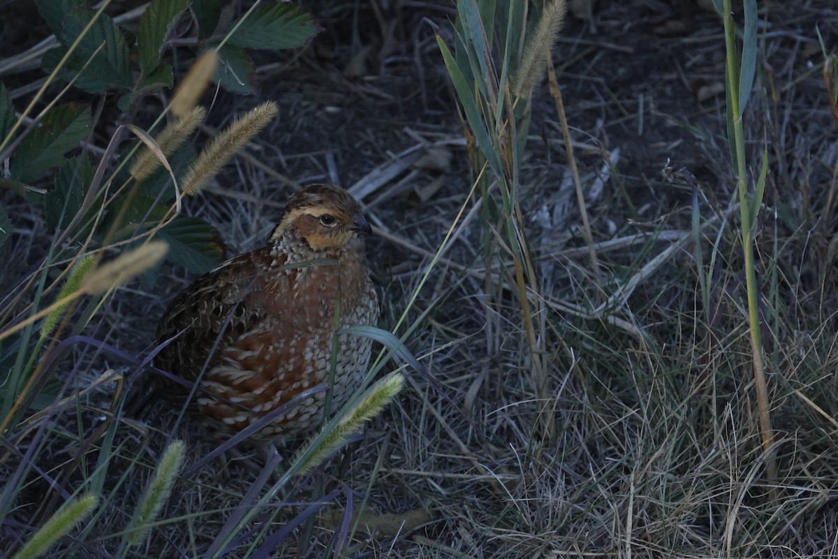 Перепелиця віргінська - ML645637097