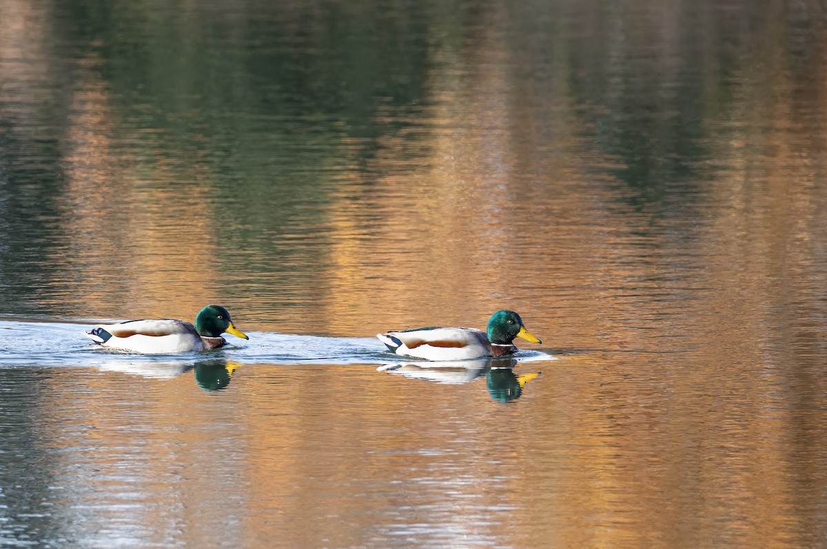 Крижень звичайний - ML645637098