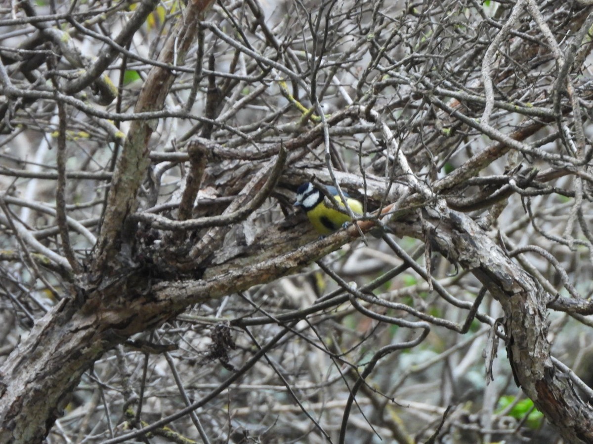 Чапля сіра - ML645637101