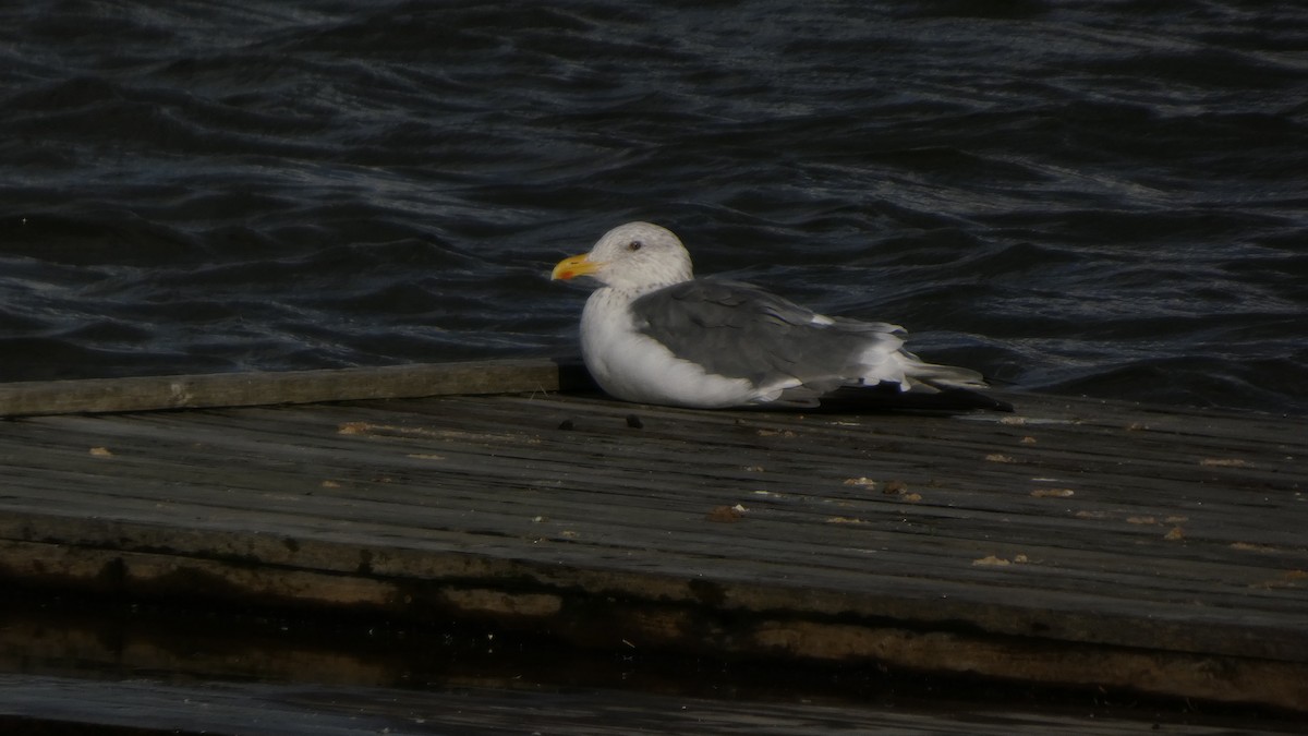 Мартин чорнокрилий (підвид taimyrensis) - ML645637105