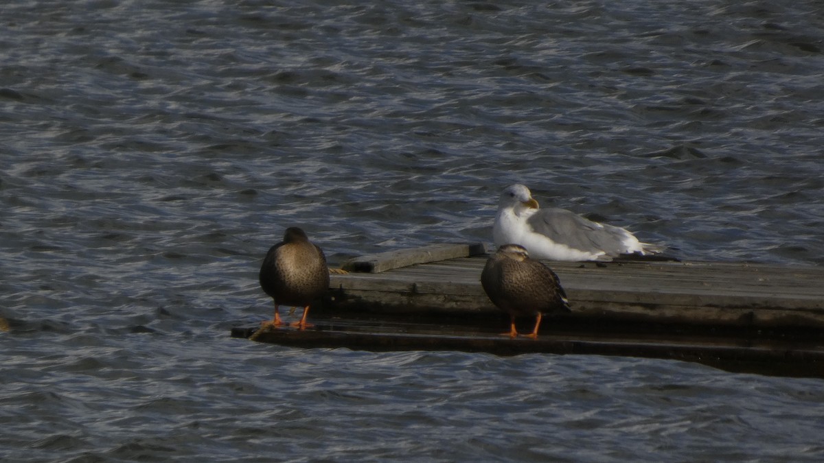 Крижень китайський - ML645637106