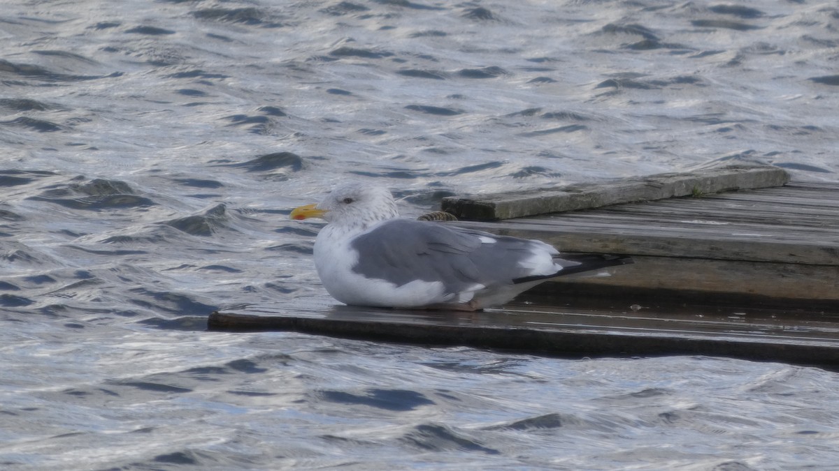 Мартин чорнокрилий (підвид taimyrensis) - ML645637108