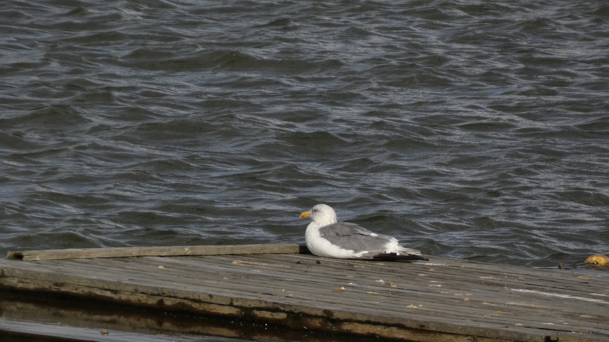 Мартин чорнокрилий (підвид taimyrensis) - ML645637109