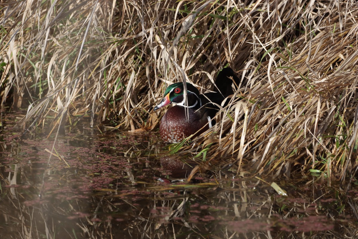 Каролінка - ML645637110
