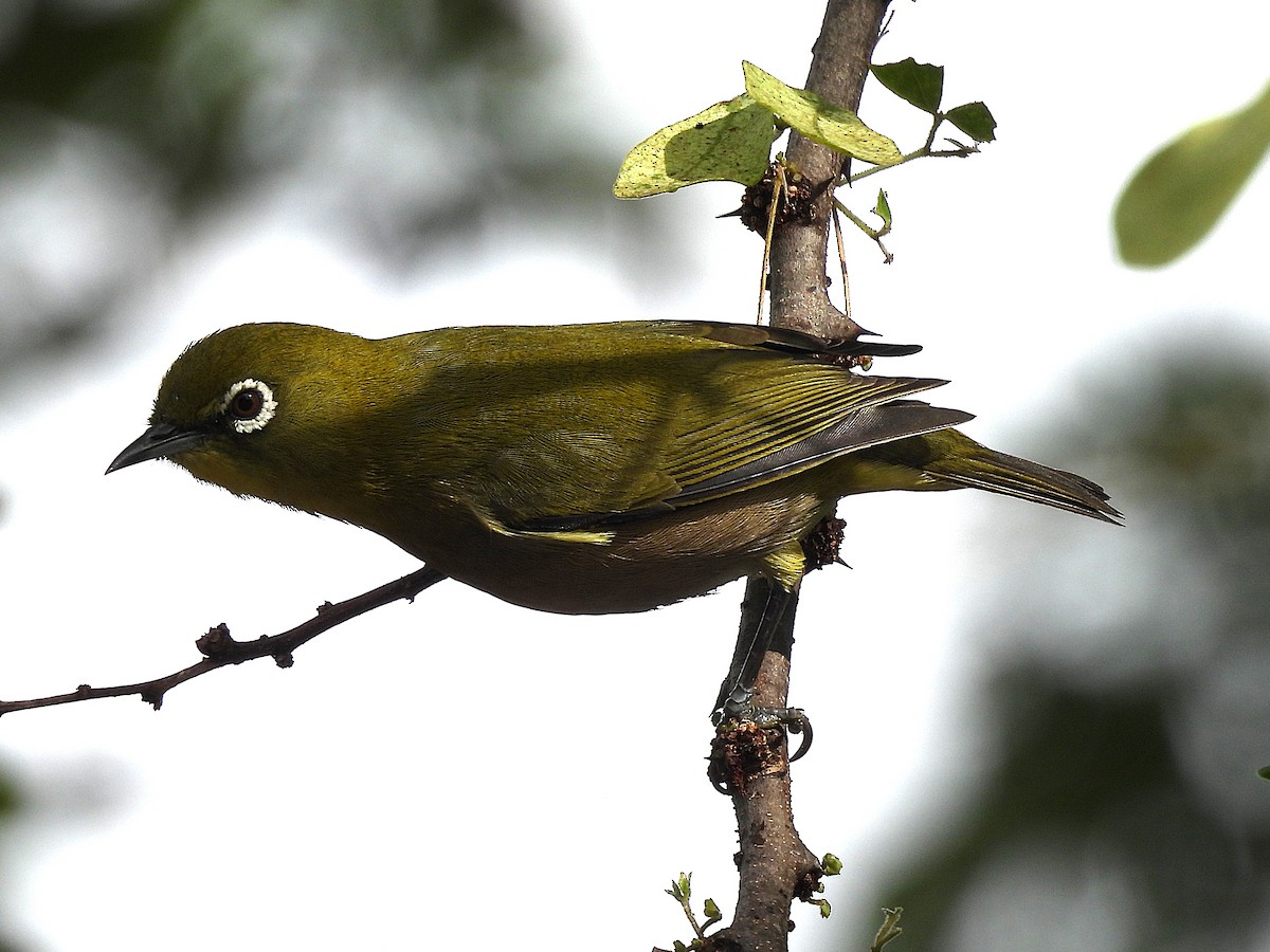 Окулярник японський - ML645637112