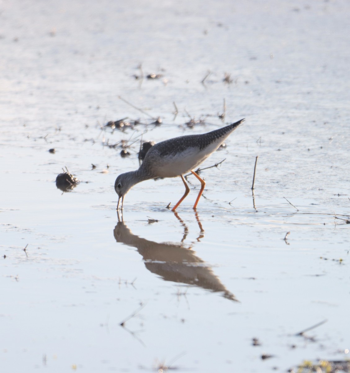 Коловодник строкатий - ML645637117