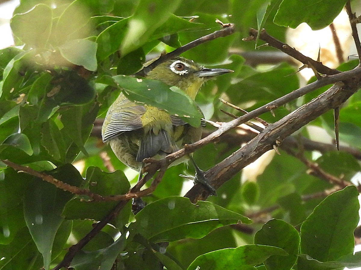 Окулярник японський - ML645637118
