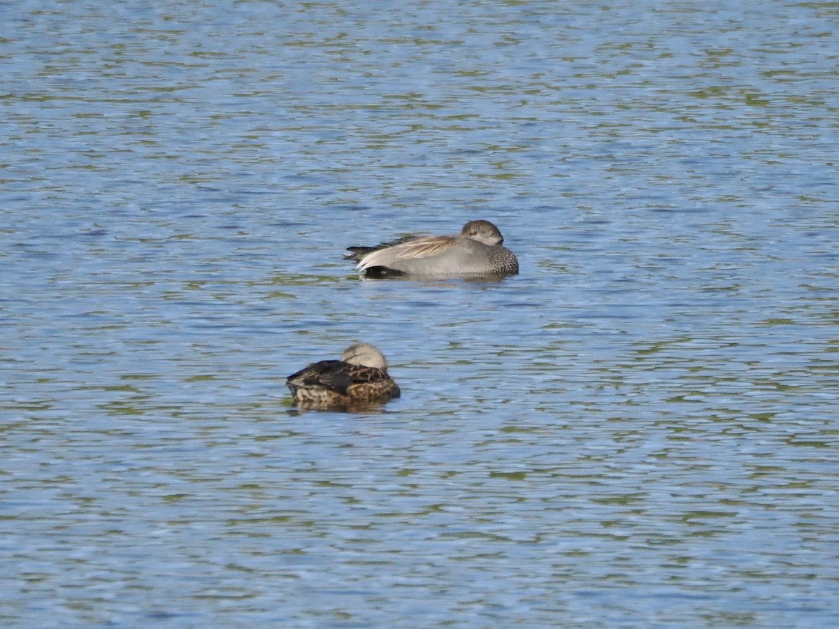 kopřivka obecná - ML645637129