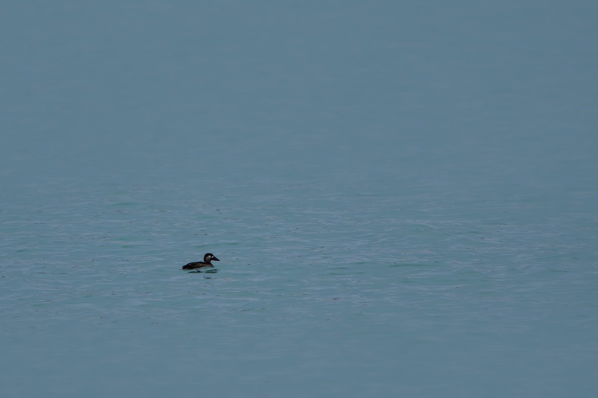 Macreuse à front blanc - ML645637131