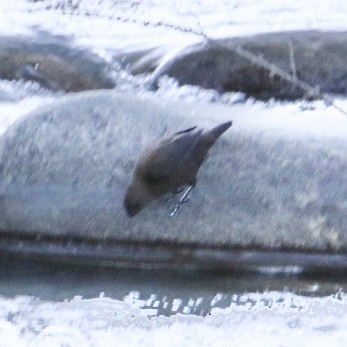 Pallaswasseramsel - ML645637140