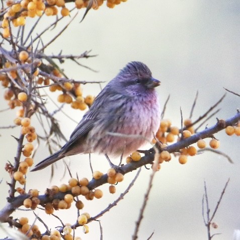 Schmuckgimpel - ML645637145