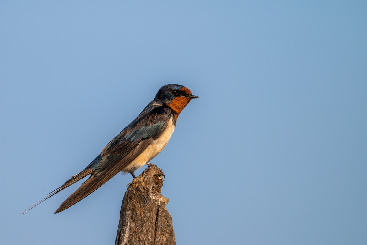Ластівка сільська - ML645637152