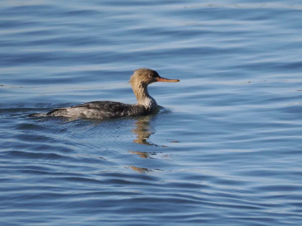 Red-breasted Merganser - ML645637153