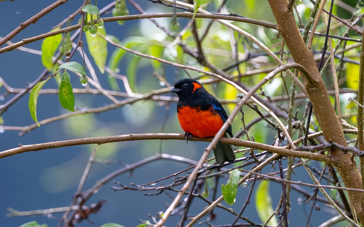 Scarlet-bellied Mountain Tanager (Fire-bellied) - ML645637159