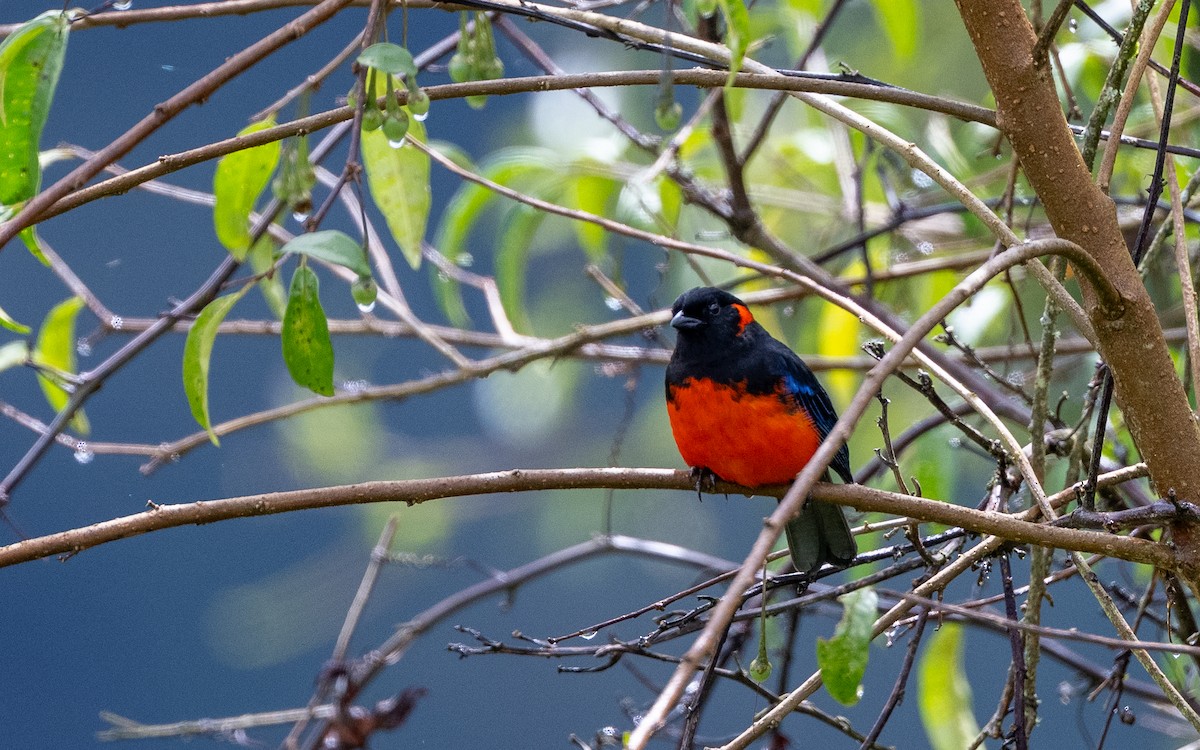 Scarlet-bellied Mountain Tanager (Fire-bellied) - ML645637160