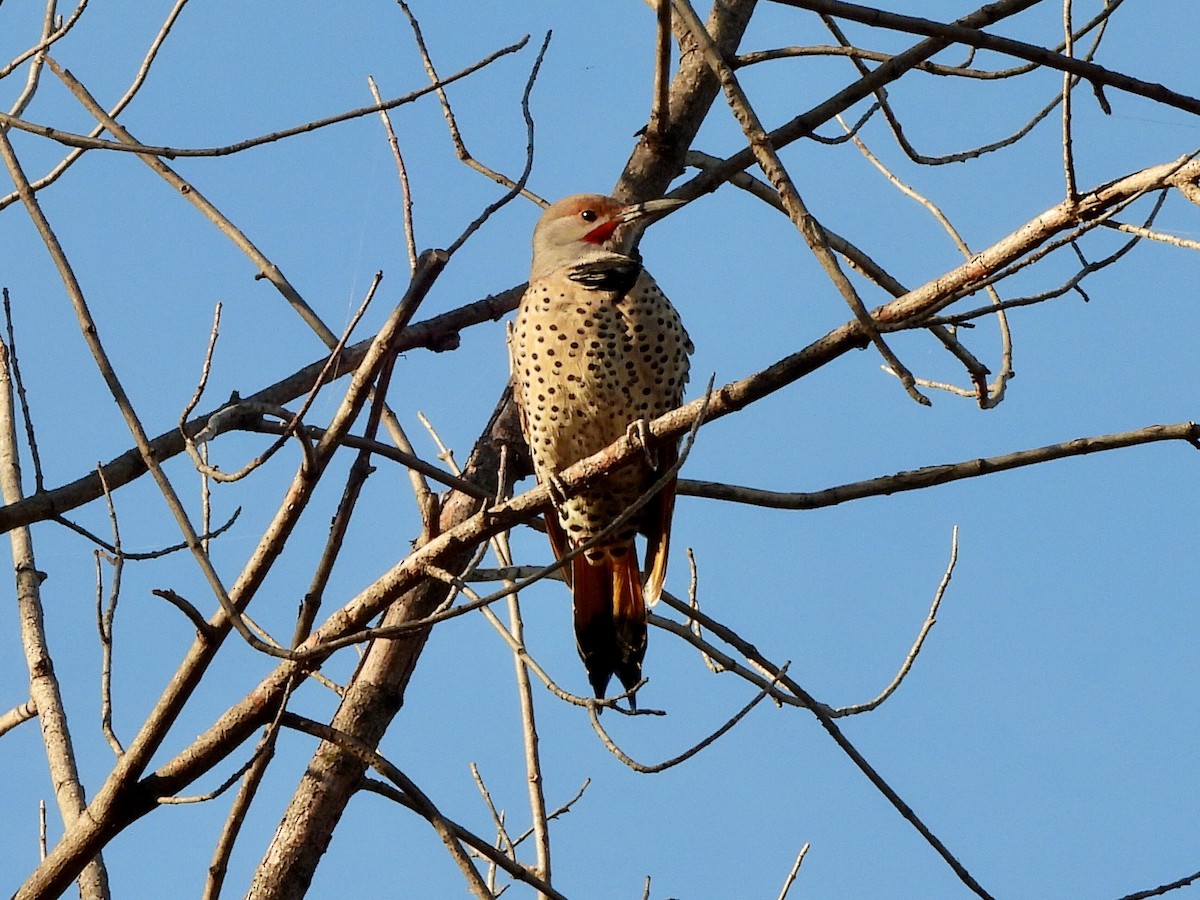 Northern Flicker (Red-shafted) - ML645637165