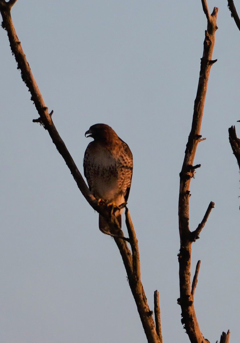 Red-tailed Hawk - ML645637167